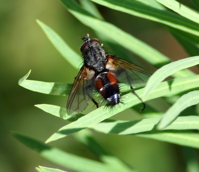 Tachinidae o Rhinophoridae?